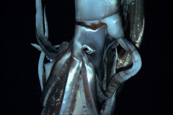 Кракен ссылка kraken
