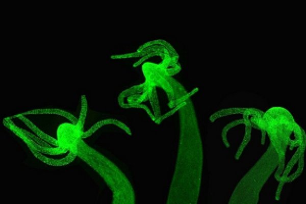 Kraken торговая площадка ссылка